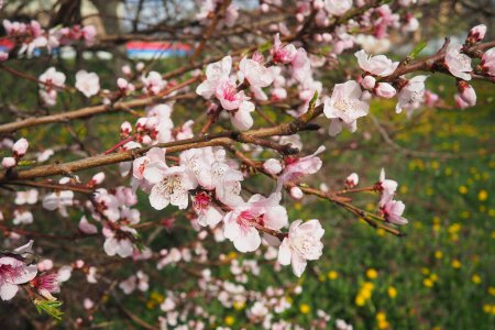 Abricot ou branche de pêche avec des fleurs en fleur de printemps. Fleurs printanières pourpres roses. Prunus armeniaca fleurs avec cinq pétales blancs à rosâtres. Ils sont produits seuls ou par paires au début du printemps.