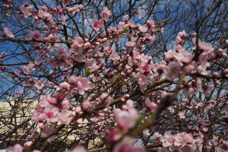 Apricot or peach branch with flowers in spring bloom. Pink purple spring flowers. Prunus armeniaca flowers with five white to pinkish petals. They are produced singly or in pairs in early spring.