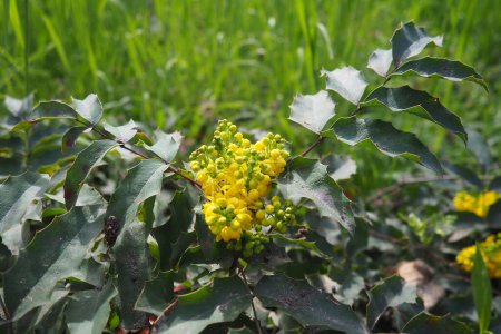 Berberis aquifolium, Oregon grape or holly-leaved barberry, flowering plant in family Berberidaceae, evergreen shrub with pinnate leaves consisting of spiny leaflets. Yellow flowers in early spring.