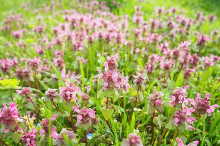 Lamium purpureum, ortie rouge violette morte ou archange violet est une plante annuelle à fleurs herbacées. Fleurs zygomorphes avec un pétale supérieur en forme de capuchon, deux lobes inférieurs en forme de pétales de lèvre et des lobes minuscules en forme de crocs