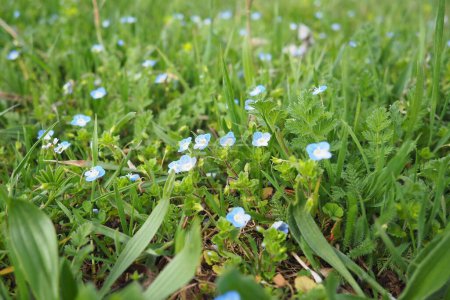 Vergissmeinnicht auf der Wiese im Gras. Myosotis ist eine Pflanzengattung aus der Familie der Boraginaceae. Schöne blaue Vergissmeinnicht oder Skorpiongräser. Flora Serbiens. Blühende Wildblumen.