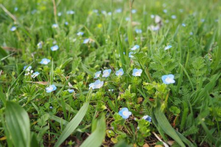 Forget-me-nots in the meadow in the grass. Myosotis is a genus of flowering plants in the family Boraginaceae. Beautiful blue forget-me-nots or scorpion grasses. Flora of Serbia. Wildflowers in bloom.