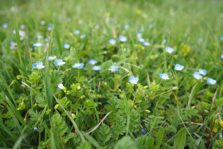 Vergissmeinnicht auf der Wiese im Gras. Myosotis ist eine Pflanzengattung aus der Familie der Boraginaceae. Schöne blaue Vergissmeinnicht oder Skorpiongräser. Flora Serbiens. Blühende Wildblumen.