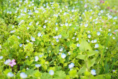 Oublie-moi-rien dans la prairie dans l'herbe. Myosotis est un genre de plantes de la famille des Boraginaceae. Magnifiques myosotis bleus ou graminées scorpion. Flore de Serbie. Fleurs sauvages en fleurs.