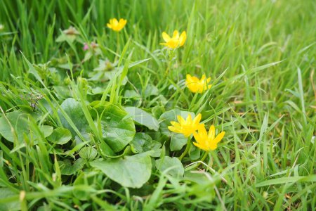 Ficaria verna, Ranunculus ficaria L, commonly known as lesser celandine or pilewort, is a low-growing, hairless perennial flowering plant in the buttercup family Ranunculaceae. Yellow flowers in grass
