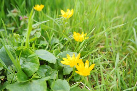 Ficaria verna, Ranunculus ficaria L, allgemein bekannt als Schöllkraut oder Pfeilkraut, ist eine niedrig wachsende, haarlose mehrjährige Blühpflanze aus der Familie der Ranunculaceae. Gelbe Blumen im Gras