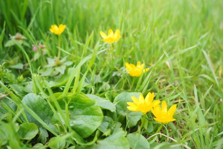 Photo for Ficaria verna, Ranunculus ficaria L, commonly known as lesser celandine or pilewort, is a low-growing, hairless perennial flowering plant in the buttercup family Ranunculaceae. Yellow flowers in grass - Royalty Free Image