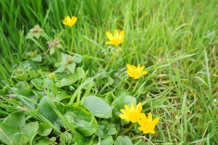 Ficaria verna, Ranunculus ficaria L, commonly known as lesser celandine or pilewort, is a low-growing, hairless perennial flowering plant in the buttercup family Ranunculaceae. Yellow flowers in grass