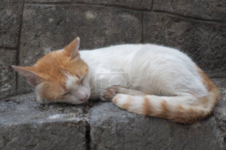 Cute cat relaxing on a sidewalk in the Old Town of Kotor, Montenegro. The cat Felis catus, domestic cat or house cat is domesticated species in the family Felidae. White-red cat sleeps on stone block