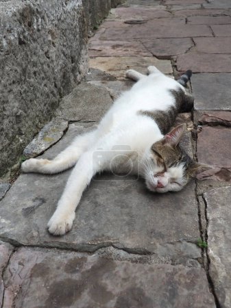 Cute cat relaxing on a sidewalk in Old Town of Kotor, Montenegro. The cat Felis catus, domestic house cat is domesticated species in family Felidae. White-brown spotted cat sleeps on a stone pavement.