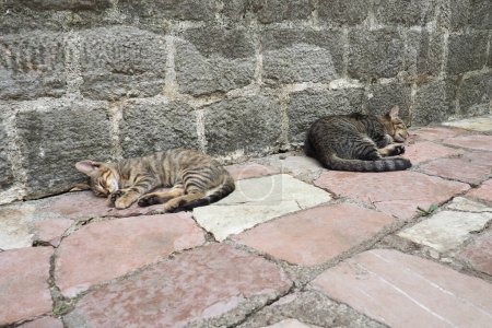 Cute cat relaxing on a sidewalk in Old Town of Kotor, Montenegro. Cat Felis catus, domestic house cat is domesticated species in family Felidae. Two white-brown tabby cat sleep on a stone pavement.