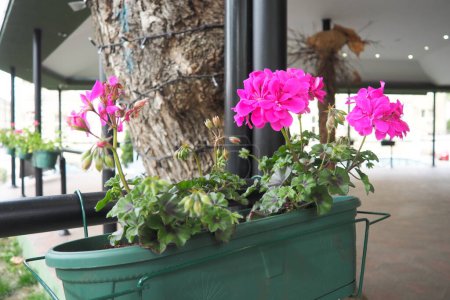 Magenta rosa zonale Geranien im Design. Pelargonium peltatum ist eine Pelargonienart, die unter dem gebräuchlichen Namen Pelargonium grandiflorum bekannt ist. Kranichschnabel oder Kranichschnabel. Floristik und Gartenbau.