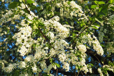 Prunus padus, bird cherry, hackberry, hagberry, or Mayday tree is a flowering plant. It is a species of cherry, a deciduous small tree or large shrub. Spring in Warsaw, blooming branches.