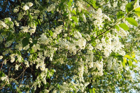 Prunus padus, bird cherry, hackberry, hagberry, or Mayday tree is a flowering plant. It is a species of cherry, a deciduous small tree or large shrub. Spring in Warsaw, blooming branches.