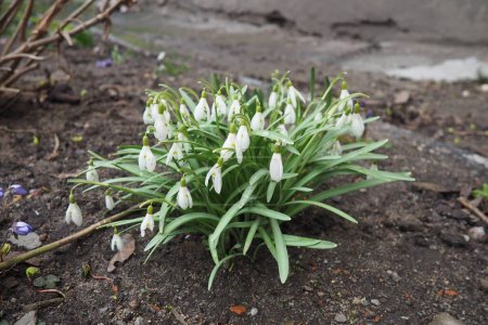Galanthus, or snowdrop, is a small genus of bulbous perennial herbaceous plants in the family Amaryllidaceae. The plants have two linear leaves and a single small white drooping bell-shaped flower.