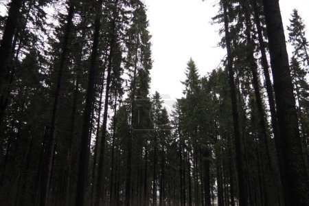 Foto de Picea abies, es una especie nativa de Europa. El abeto de Noruega es un árbol de coníferas siempreverde grande y de rápido crecimiento. Bosque de coníferas en Karelia. Genoma de la taiga del gimnospermo. - Imagen libre de derechos