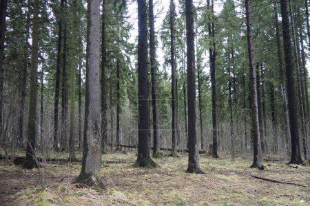 Picea abies, Norwegen oder Europäische Fichte, ist eine in Europa beheimatete Art. Die Gemeine Fichte ist ein großer, schnell wachsender immergrüner Nadelbaum. Nadelwald in der Taiga in Karelien. Gymnosperm-Taiga-Genom.