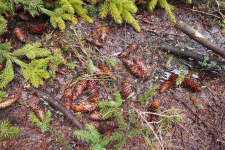 Foto de Agujas y conos. Picea abies, es una especie nativa de Europa. El abeto de Noruega es un árbol de coníferas siempreverde grande y de rápido crecimiento. Bosque de coníferas en Karelia. Taiga.. - Imagen libre de derechos
