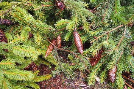 Agujas y conos. Picea abies, es una especie nativa de Europa. El abeto de Noruega es un árbol de coníferas siempreverde grande y de rápido crecimiento. Bosque de coníferas en Karelia. Taiga..