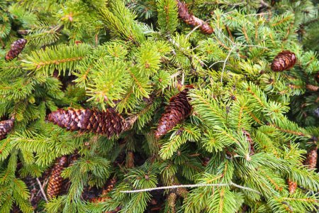 Agujas y conos. Picea abies, es una especie nativa de Europa. El abeto de Noruega es un árbol de coníferas siempreverde grande y de rápido crecimiento. Bosque de coníferas en Karelia. Taiga..