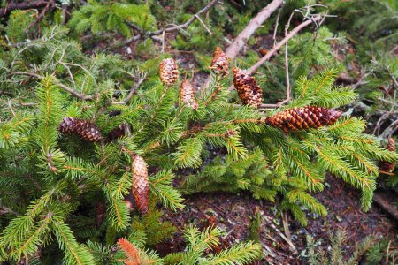 Nadeln und Zapfen. Picea abies, Norwegen oder Europäische Fichte, ist eine in Europa beheimatete Art. Die Gemeine Fichte ist ein großer, schnell wachsender immergrüner Nadelbaum. Nadelwald in der Taiga in Karelien. Taiga.