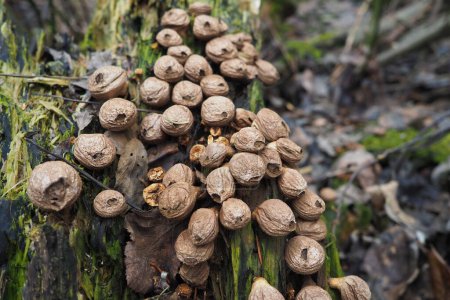 Bovista is a genus of fungi commonly known as the true puffballs, order Lycoperdales, The species of Bovista are now placed in the family Agaricaceae of the order Agaricales. Homeopathic preparations.