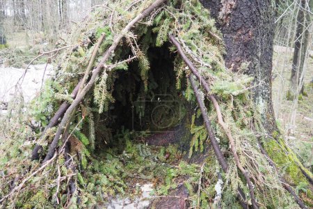 Una cabaña hecha de ramas de abeto en el bosque de Carelia. Una cabaña es el refugio de luz más simple. Es una estructura hecha con tecnologías de tejido de postes y palos cubiertos con ramas. Primer refugio.