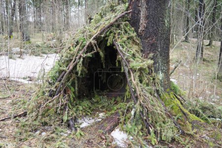 A hut made of spruce branches in the Karelian forest. A hut is the simplest light shelter. It is a structure made using weaving technologies from poles and sticks covered with branches. First shelter.
