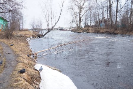 Frühlingshochwasser. Rauschendes Wasser im Fluss, Draufsicht. Dunkles eisenhaltiges Wasser rauscht in den Bach. Ein gelb-weißer Schaum. Karelien, Fluss Lososinka im Frühling. Überschwemmungen, Tsunami und Klimawandel. Wasserbewegung