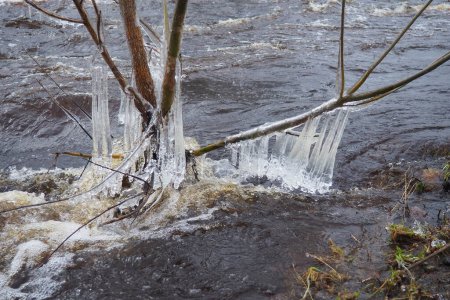 El hielo es agua en estado sólido de agregación. Helados y estalactitas en ramas de árboles cerca del agua. Inundación. el agua forma cristales de una modificación cristalina - el sistema hexagonal.
