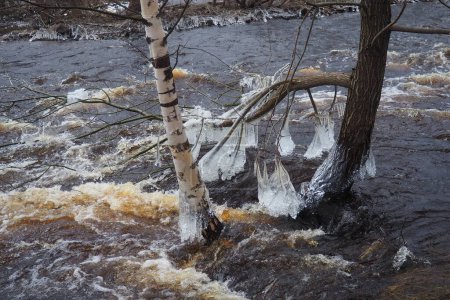 El hielo es agua en estado sólido de agregación. Helados y estalactitas en ramas de árboles cerca del agua. Inundación. el agua forma cristales de una modificación cristalina - el sistema hexagonal.