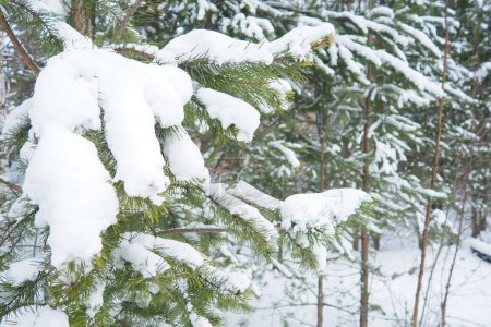 Kiefernwald im Winter tagsüber bei strengem Frost, Karelien. Schnee auf den Nadelbäumen. Frostig sonniges Wetter gegen Zyklon. Waldkiefer Pinus sylvestris ist eine Pflanzenkiefer Pinus von Pinaceae.