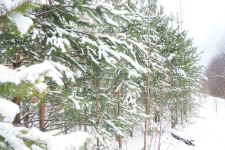 Pine forest in winter during the day in severe frost, Karelia. Snow on the coniferous branches. Frosty sunny weather anticyclone. Scots pine Pinus sylvestris is a plant pine Pinus of Pine Pinaceae.
