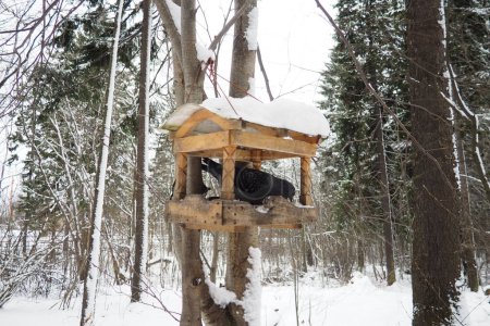 Hanging homemade feeder or platform for feeding birds and squirrels in winter and spring during hungry times. Feeders for birds and squirrels in a forest or city park. The pigeon is eating.
