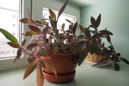 Tradescantia, genus of herbaceous perennial wildflowers inCommelinaceae. Inchplant, wandering jew, spiderwort, dayflower and trad. Tradescantia in pots are on the windowsill. Flowers in the interior.