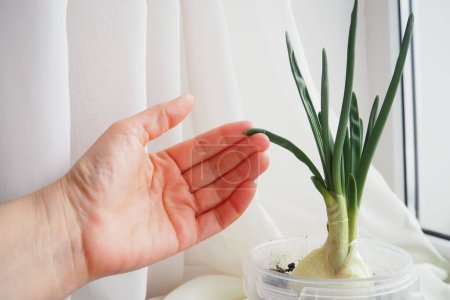 An onion Allium cepa L, bulb onion or common onion, is a vegetable that is cultivated species of the genus Allium. The shallot is a botanical variety of the onion. Woman hand. Plant on the windowsill.