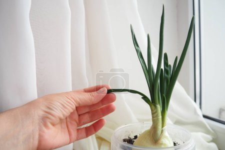 An onion Allium cepa L, bulb onion or common onion, is a vegetable that is cultivated species of the genus Allium. The shallot is a botanical variety of the onion. Woman hand. Plant on the windowsill.
