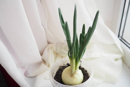 Eine Zwiebelzwiebel Allium cepa L, Zwiebelzwiebel oder Gemeine Zwiebel, ist ein Gemüse, das kultiviert Arten der Gattung Allium wird. Die Schalotte ist eine botanische Variante der Zwiebel. Pflanze auf der Fensterbank.