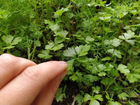 Petersilie oder GartenPetersilie Petroselinum crispum ist eine blühende Pflanze aus der Familie der Apiaceae. Ein junger Trieb frischer grüner Petersilie oder Sellerie, der in einem Kasten auf dem Balkon wächst. Hand demonstriert.