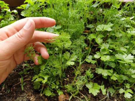 Parsley, or garden parsley Petroselinum crispum is species of flowering plant in the family Apiaceae. A young shoot of fresh green parsley or celery, grown in a box on the balcony. Hand demonstrates.