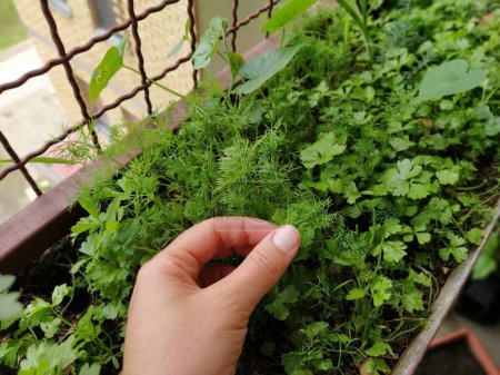 Petersilie oder GartenPetersilie Petroselinum crispum ist eine blühende Pflanze aus der Familie der Apiaceae. Ein junger Trieb frischer grüner Petersilie oder Sellerie, der in einem Kasten auf dem Balkon wächst. Hand demonstriert.