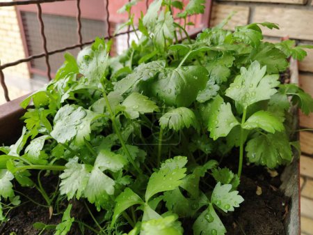 Parsley, or garden parsley Petroselinum crispum is species of flowering plant in the family Apiaceae. A young shoot of fresh green parsley or celery, grown in a box on the balcony