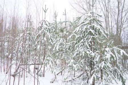Foto de Bosque de pinos en invierno durante el día en heladas severas, Karelia. Nieve en las ramas de coníferas. Clima frío y soleado anticiclón. Pinus sylvestris es una planta de pino Pinus of Pine Pinaceae. - Imagen libre de derechos