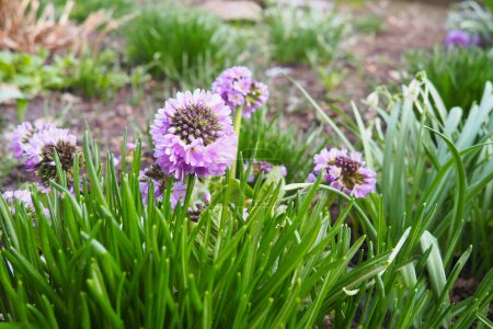 Allium nutans, Siberian chives or blue chives, is a species of onion native to European Russia, Kazakhstan, Mongolia, Tibet, Xinjiang. It grows in wet meadows and other damp locations. Pink flowers.