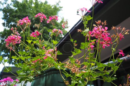 Blooming bright pink magenta ivy geranium pelargonium in the vertical design of landscaping of streets and parks. Beautiful large pelargonium geranium flowers green leaves. Floriculture horticulture.