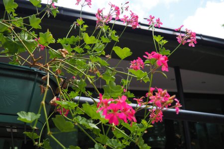 Floreciente color rosa brillante magenta hiedra geranio pelargonio en el diseño vertical de paisajismo de calles y parques. Hermosas flores grandes de geranio pelargonio hojas verdes. Floricultura horticultura.