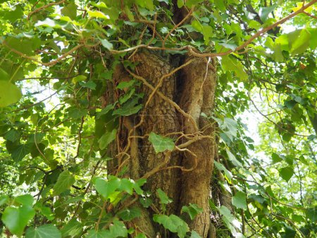 Schlingpflanzen auf Ästen in einem europäischen Wald. Serbien, Nationalpark Fruska Gora. Eine Pflanze, die vertikalen Halt findet. Antennen, zufällige Wurzeln, Befestigungen. Liana ist die Lebensform der Pflanzen.