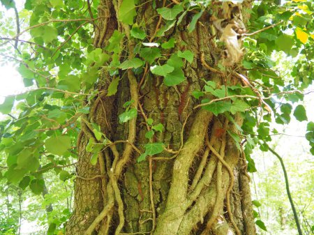Las enredaderas sobre las ramas de los árboles en el bosque europeo. Serbia, Parque Nacional Fruska Gora. Una planta que encuentra soporte vertical. Antenas, raíces adventicias, apegos. Liana es la forma de vida de las plantas.