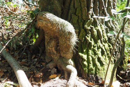Schlingpflanzen auf Ästen in einem europäischen Wald. Serbien, Nationalpark Fruska Gora. Eine Pflanze, die vertikalen Halt findet. Antennen, zufällige Wurzeln, Befestigungen. Liana ist die Lebensform der Pflanzen