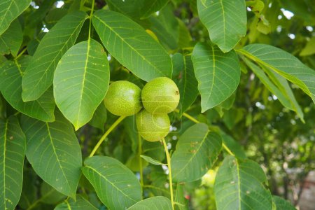 Juglans regia, the Persian, English, Carpathian or Madeira walnut, common walnut. large deciduous tree. Food allergen sources. Foliage and fruits close up. Edible walnut in garden.